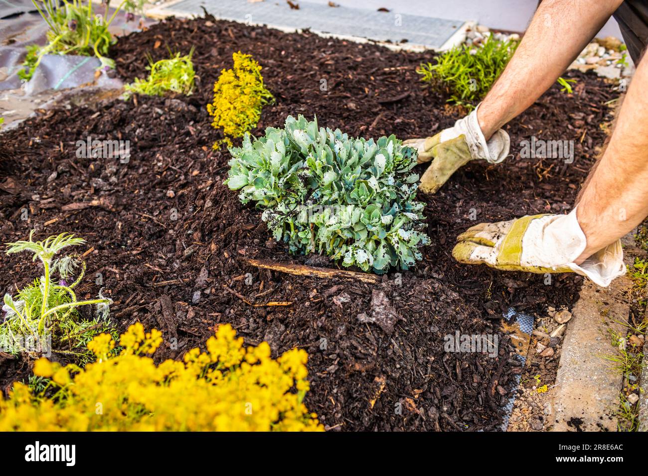 Installer du tissu anti-mauvaises herbes et du paillis d'écorce dans un jardin résidentiel pour contrôler l'épandage des mauvaises herbes Banque D'Images