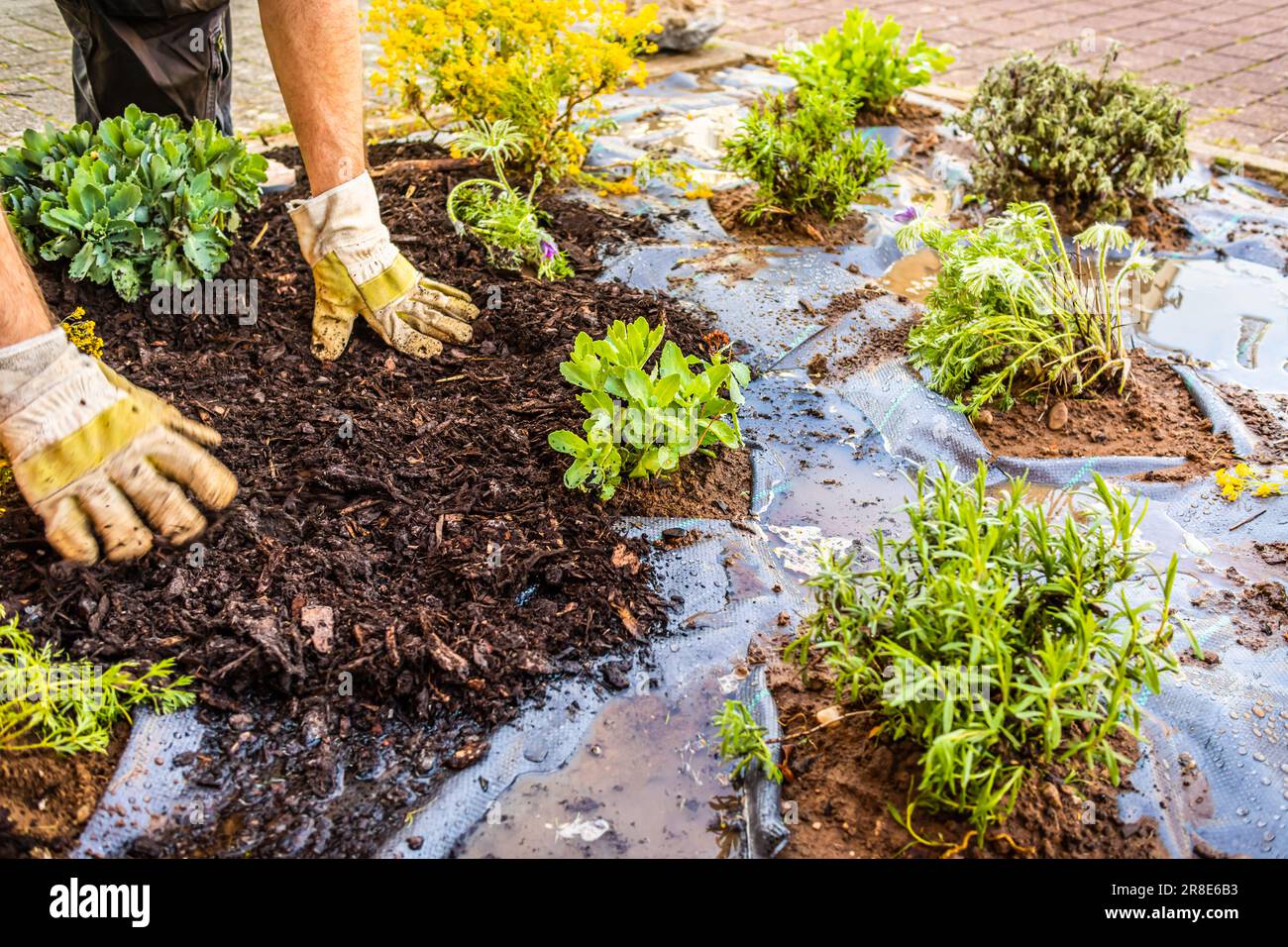 Installer du tissu anti-mauvaises herbes et du paillis d'écorce dans un jardin résidentiel pour contrôler l'épandage des mauvaises herbes Banque D'Images