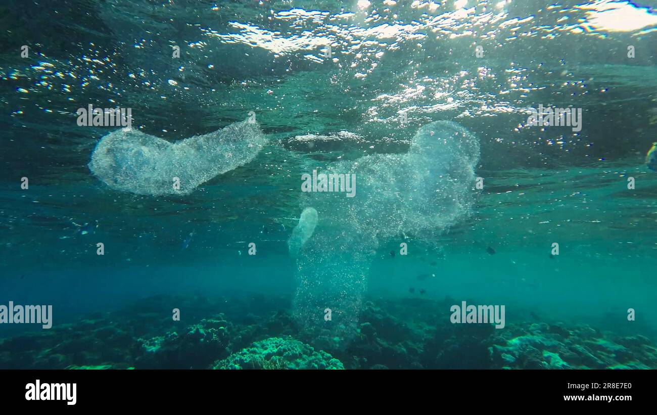 Groupe de tuniciers de Pyrosoma coloniaux flotte sous la surface sur l'eau au-dessus de récif de corail dans les rayons solaires (Pyrosomes) Mer Rouge, Egypte Banque D'Images