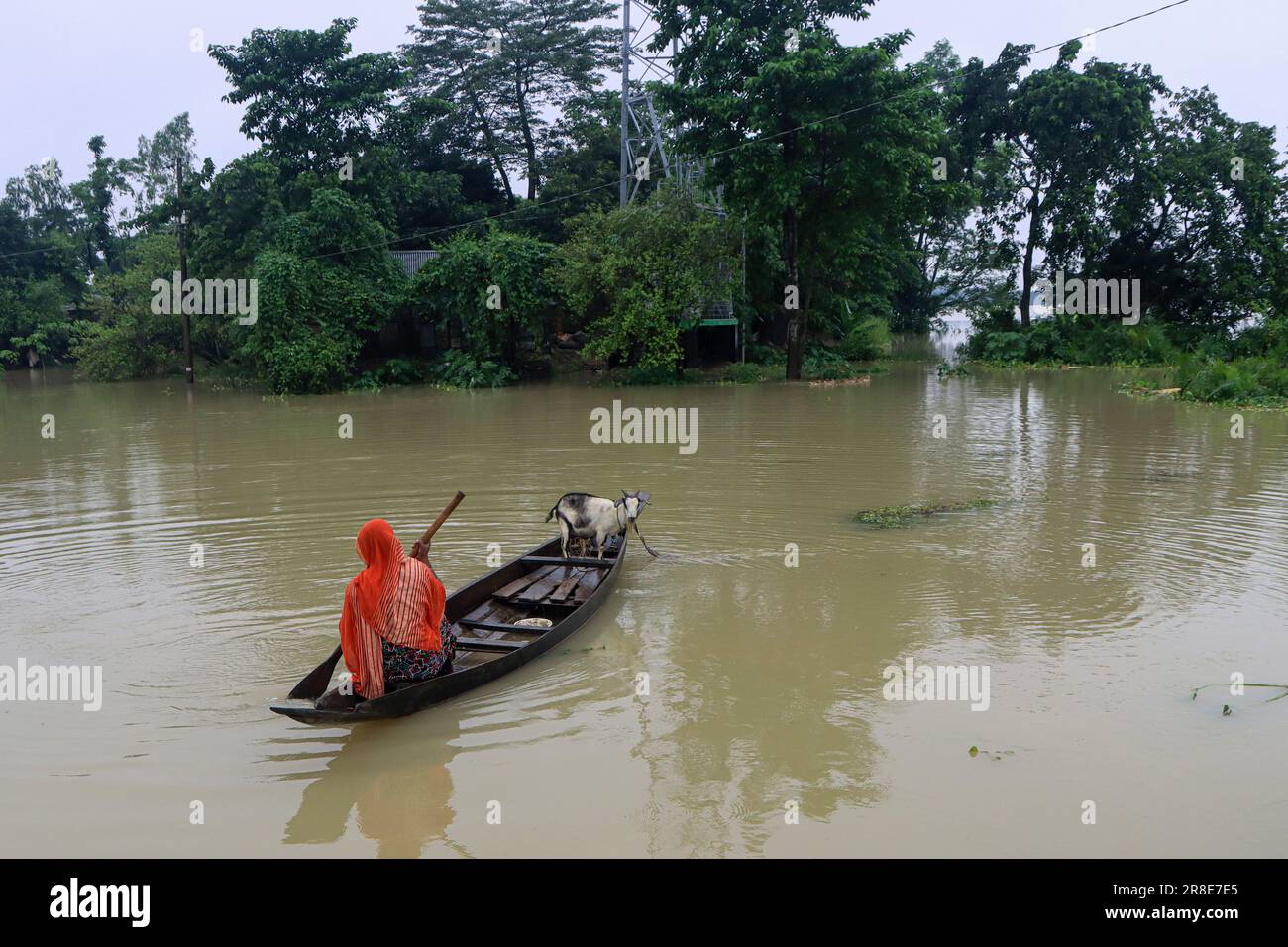 En raison des pluies continues et des pentes de colline, le niveau d'eau des rivières et des cours d'eau augmente et l'eau entre dans la localité. Il y a un risque d'inondation. Une femme rogne un bateau vers le sol supérieur pour nourrir ses chèvres. Nandir Gao Union de Goainghat Upazila. Sylhet, Bangladesh. Banque D'Images