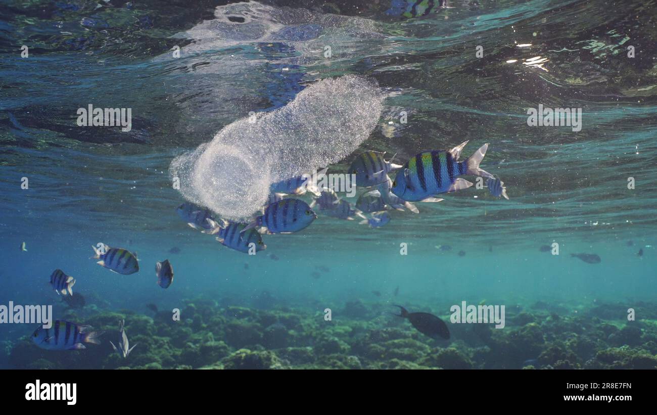 Les tuniciers coloniaux de Pyrosoma dérivent sous la surface de l'eau bleue dans les lumières solaires. Pyrosomes, colonie de centaines à milliers d'individus appelés zooïdes, clonés Banque D'Images