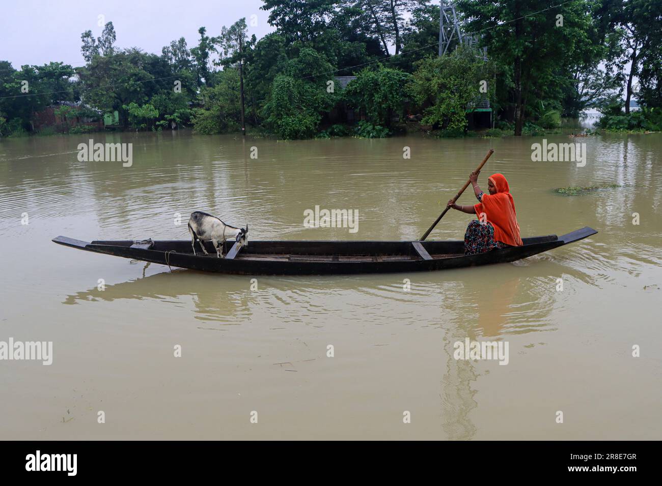 En raison des pluies continues et des pentes de colline, le niveau d'eau des rivières et des cours d'eau augmente et l'eau entre dans la localité. Il y a un risque d'inondation. Une femme rogne un bateau vers le sol supérieur pour nourrir ses chèvres. Nandir Gao Union de Goainghat Upazila. Sylhet, Bangladesh. Banque D'Images