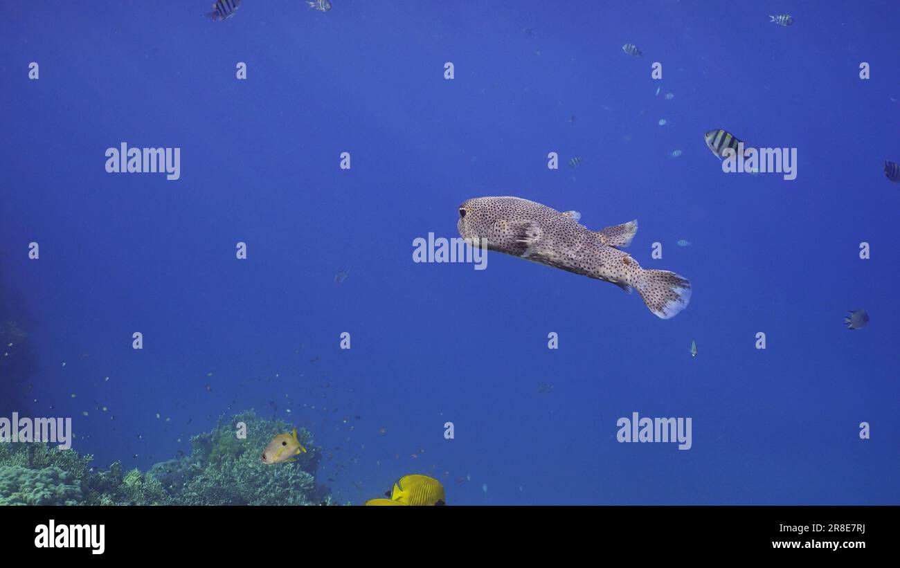 Porcupinefish nagez dans l'océan bleu en plein soleil. Ajargo, Porcupinefish géant ou Porcupine tacheté (Diodon hystrix) nageant dans la colonne d'eau bleue à Banque D'Images