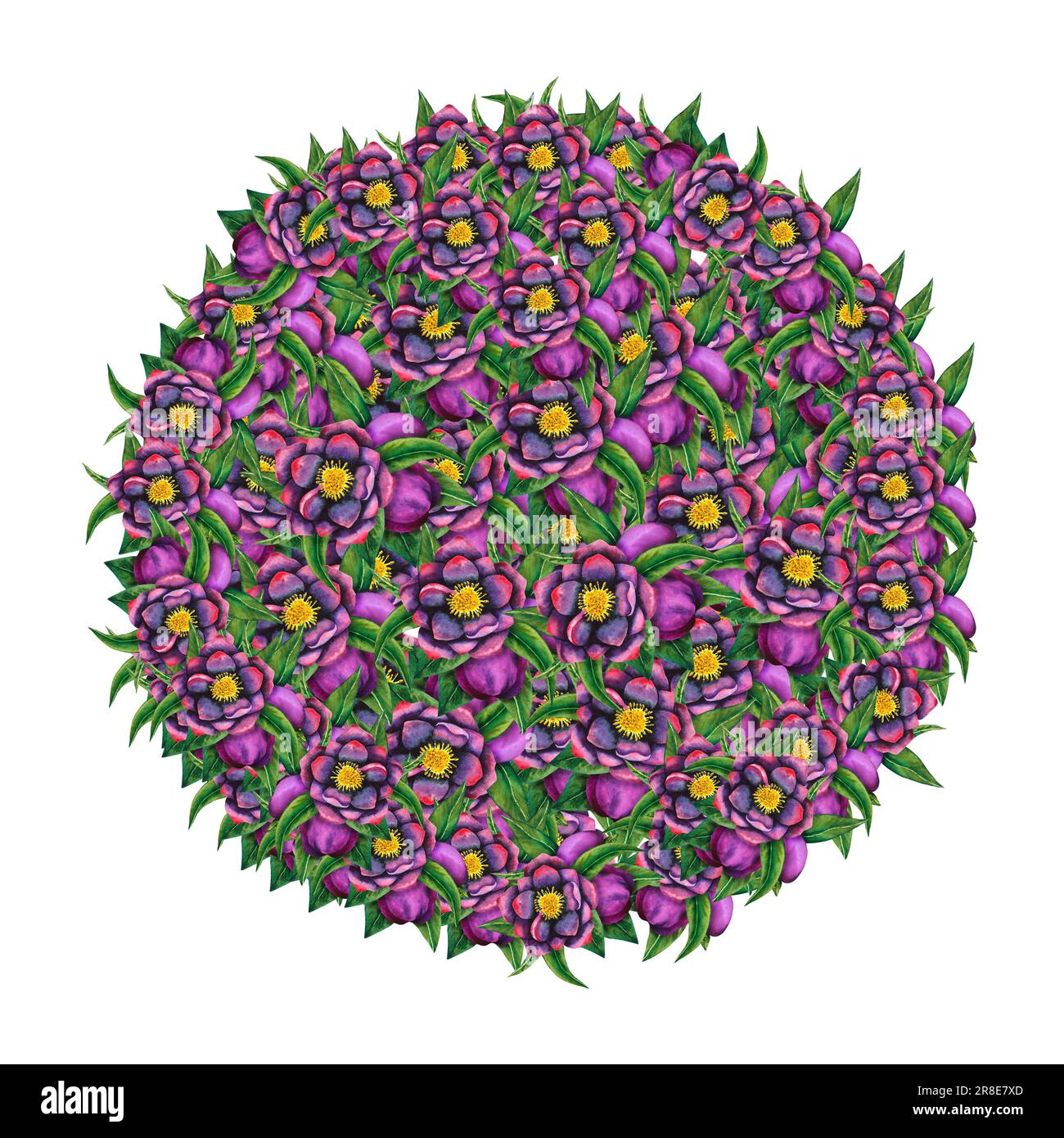 Noir hellebore. Forme de cercle à partir d'éléments aquarelle sur un arrière-plan transparent. Fleurs, bourgeons et feuilles dessinés à la main. Travaux botaniques aquarelle pour Banque D'Images