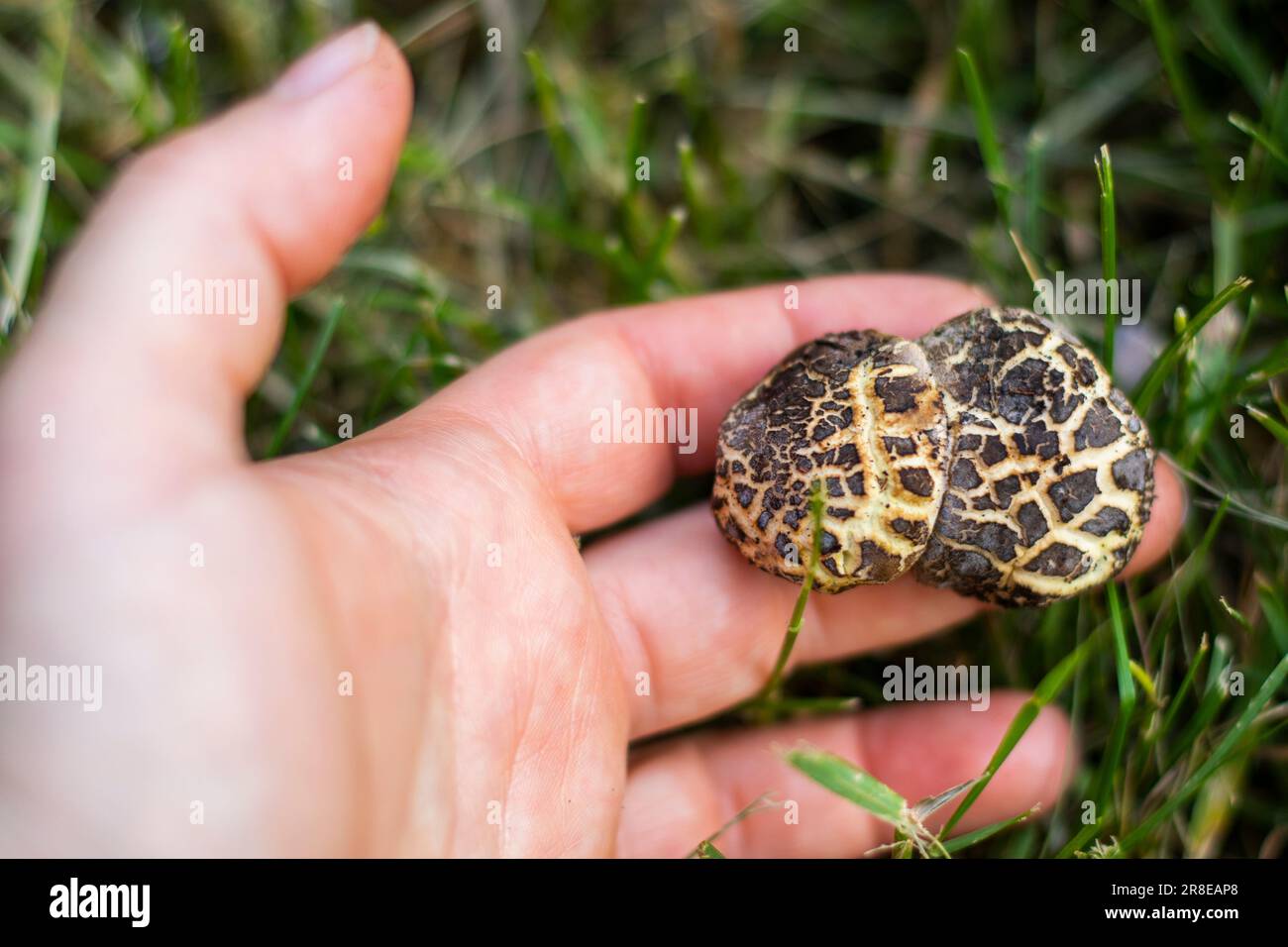 Champignon Xerocomellus chrysenteron à la main Banque D'Images