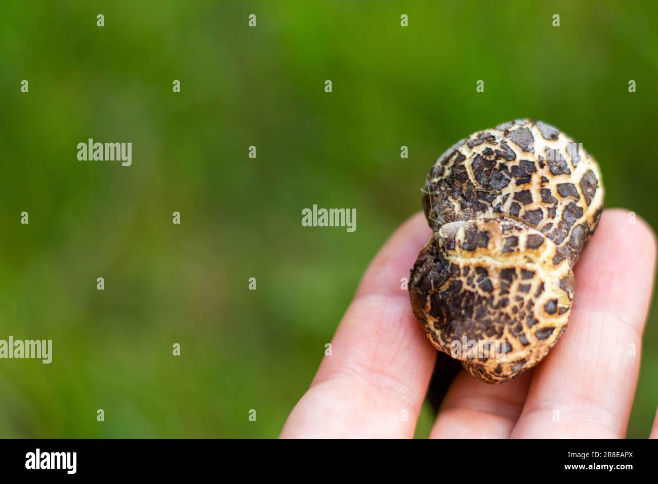 Champignon Xerocomellus chrysenteron à la main Banque D'Images
