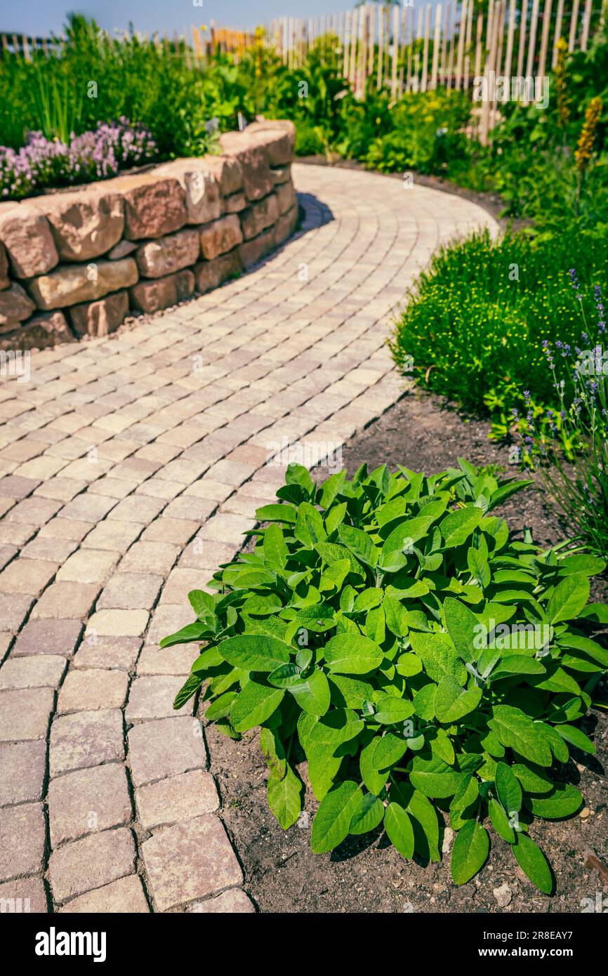 Chemin pavé dans le jardin d'herbes et jardin de fleurs dans le patio et arrière-cour Banque D'Images