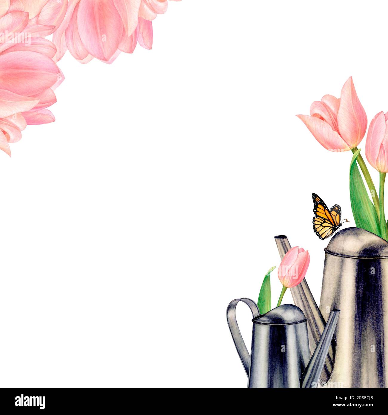Picture d'aquarelle de canettes d'arrosage en métal avec de belles fleurs de tulipe rose en elles, têtes de caramel et de tulipe sur fond blanc. Parfait pour Banque D'Images