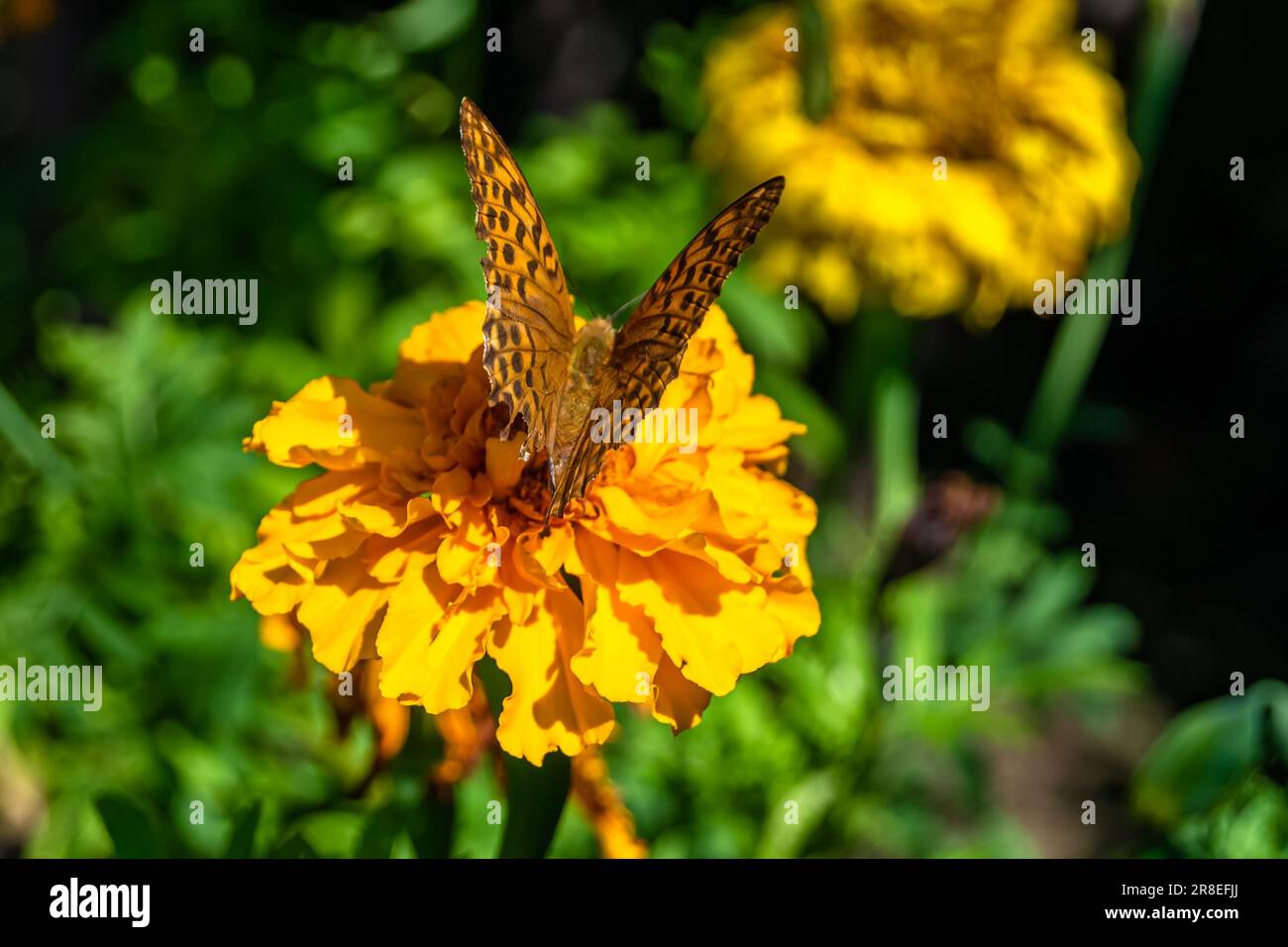 Belle fleur papillon monarque sur fond pré, photo consistant de fleur papillon monarque lentement mouches à herbe pré recueillir nectar, f Banque D'Images