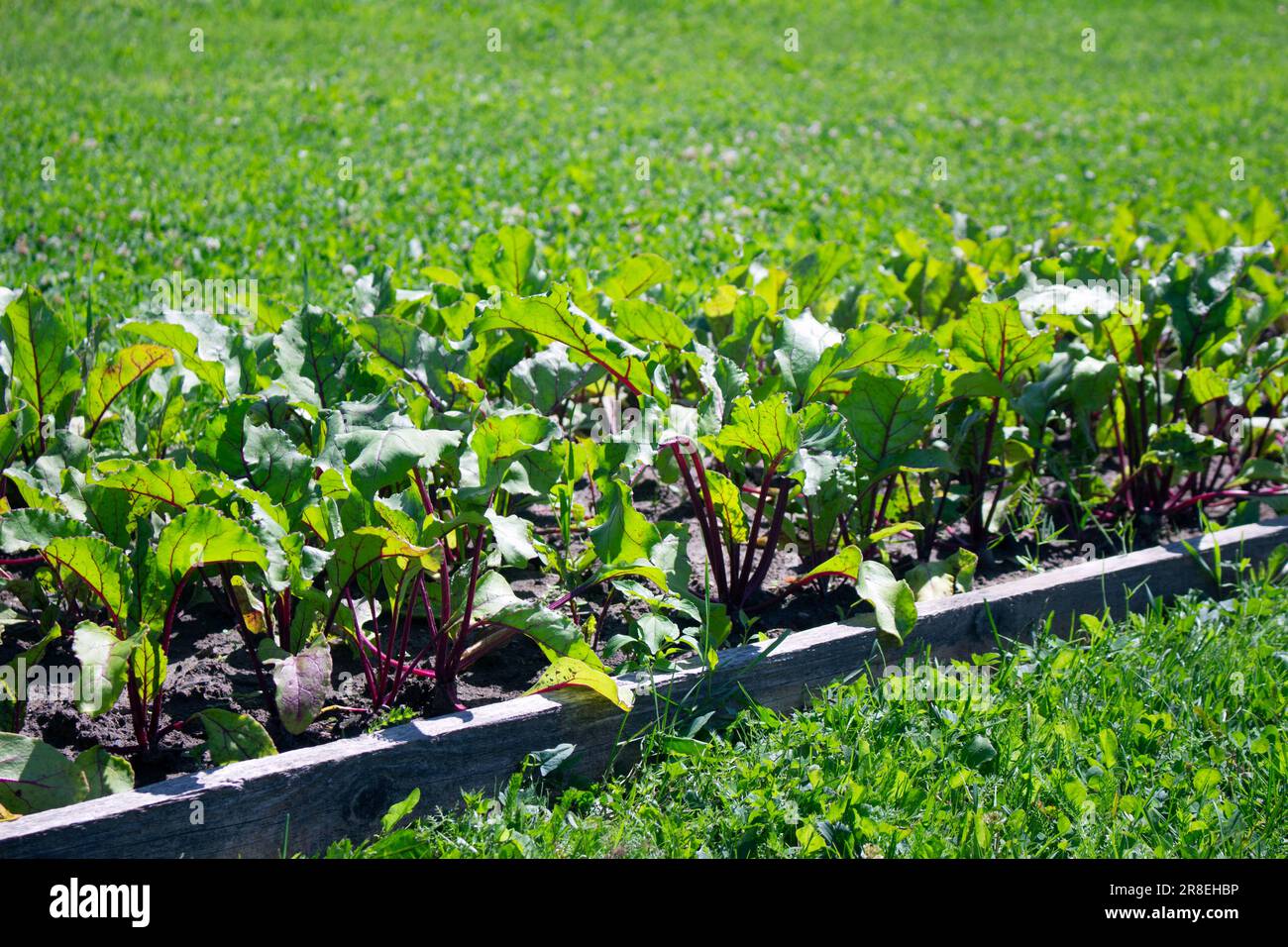 Légumes de betterave poussant en été Banque D'Images