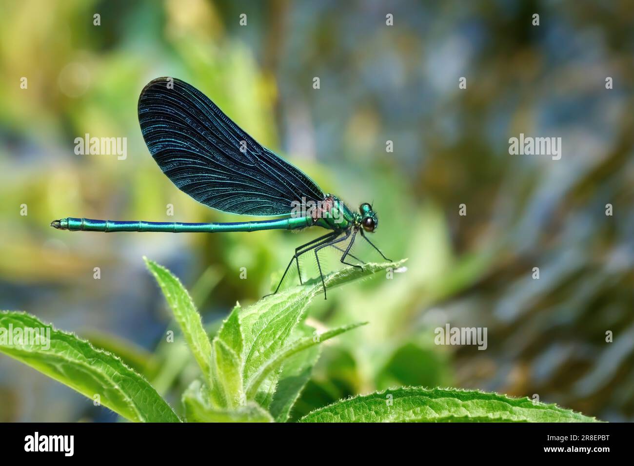 Belle Demoiselle (Calopteryx virgo) mâle sur une plante verte Banque D'Images