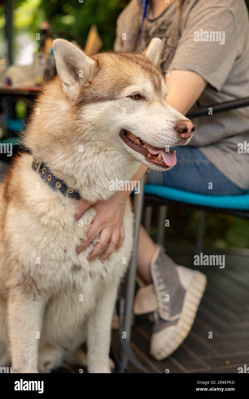 Portrait de Husky sibérien gros plan, visage de Husky sibérien. Husky chien museau avec les yeux bruns portrait extérieur Banque D'Images
