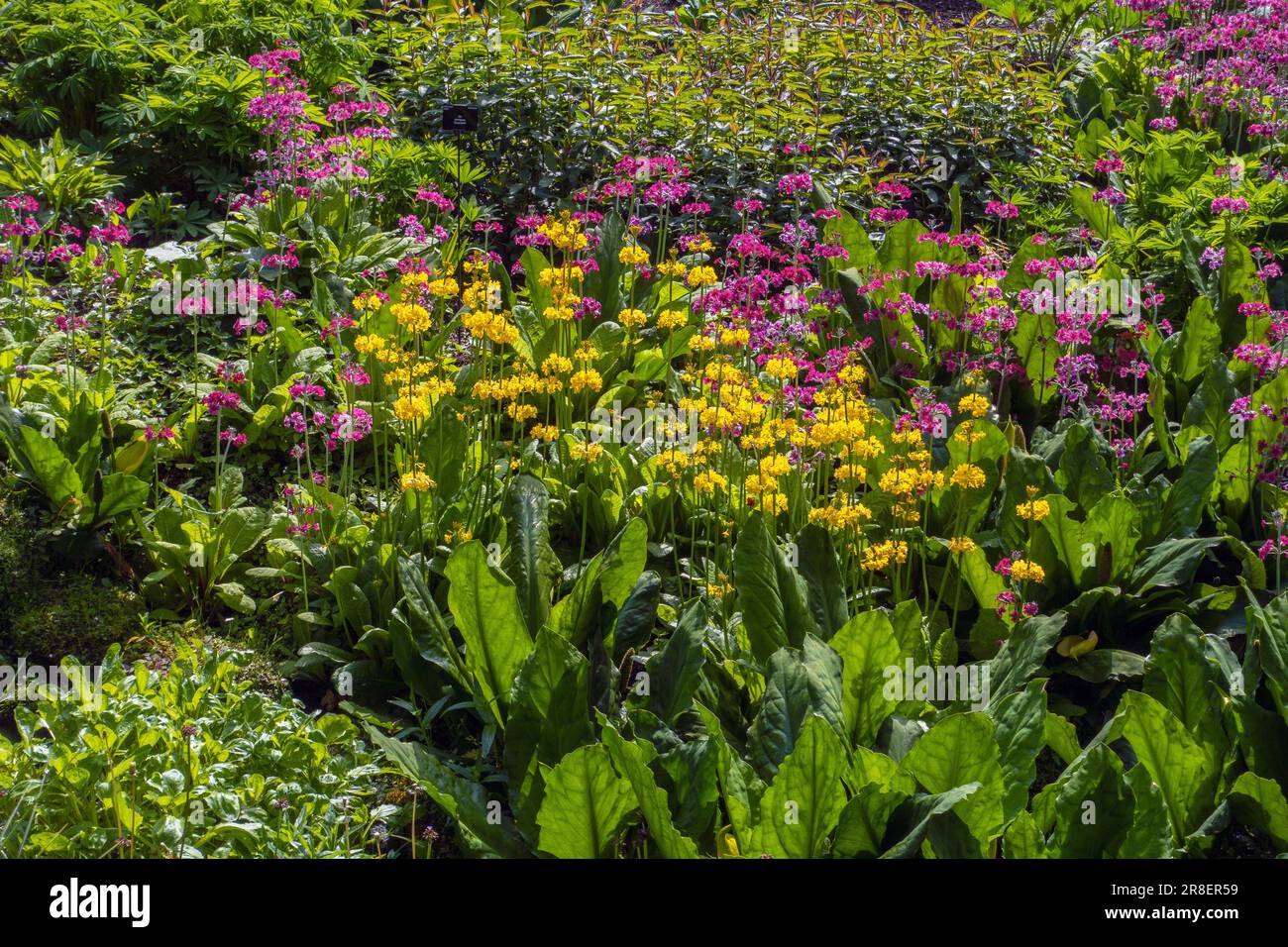 Primula prolifère, candelabra primrose, gloire de la plante tourbière, rouge, jaune, tourbière Banque D'Images