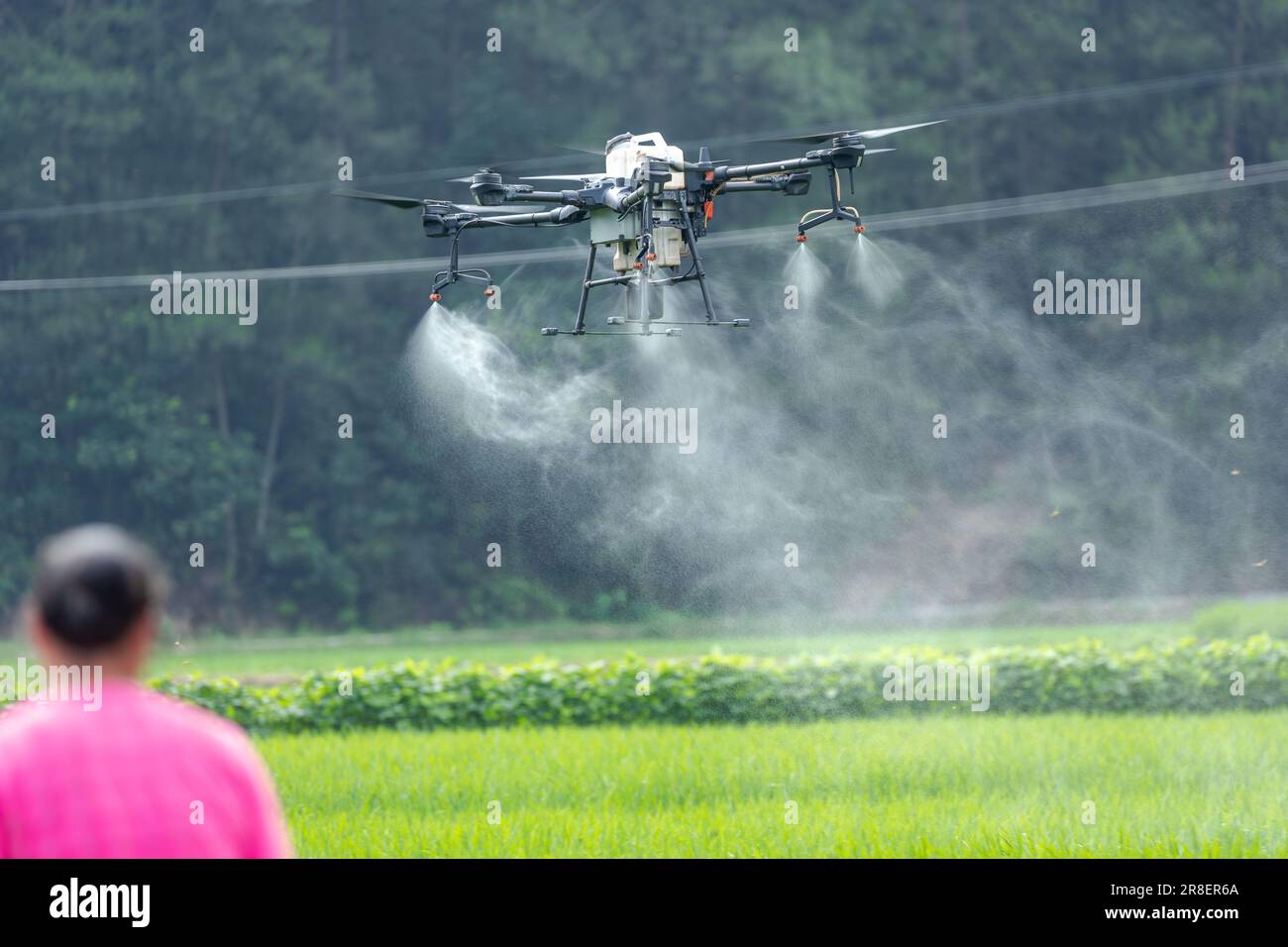 CHONGQING, CHINE - le 20 JUIN 2023 - les agriculteurs utilisent un drone de protection des végétaux pour « tuer les insectes » du riz à Chongqing, en Chine, au 20 juin 2023. Il est signalé Banque D'Images