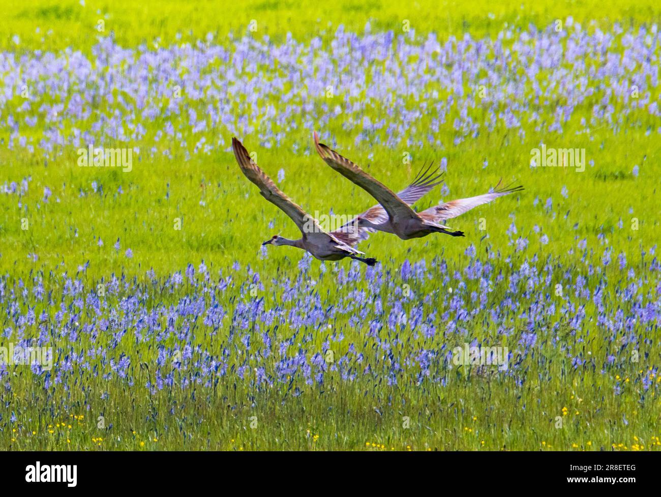 Deux grues du Canada (Grus canadensis) survolent un champ de fleurs sauvages de petites camas (Camassia quamash), réserve naturelle nationale de Grays Lake, Idaho, États-Unis. Banque D'Images
