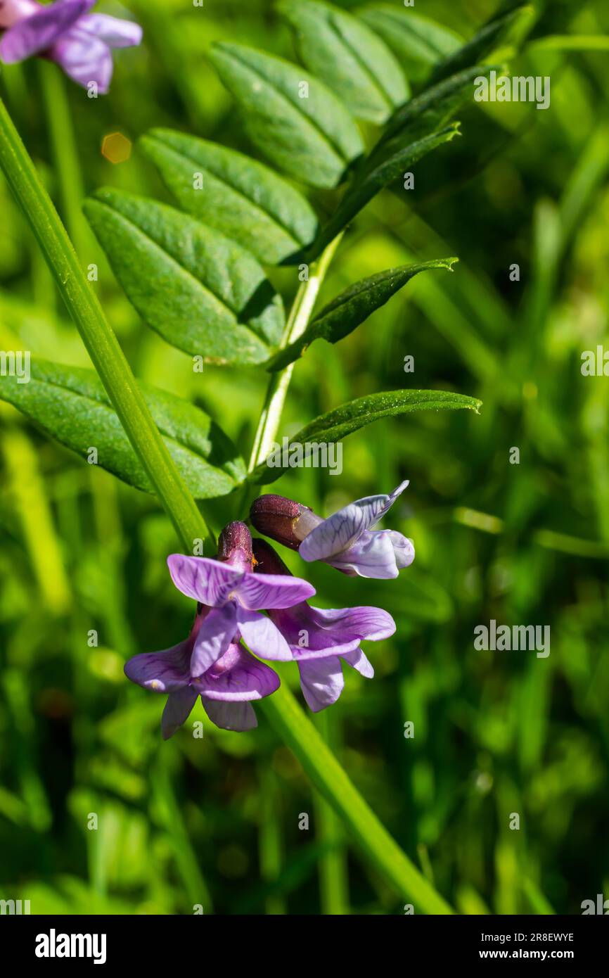 Vicia sepium est une espèce végétale du genre Vicia. Fetch de Bush Vicia sepium floraison sur un pré. Banque D'Images