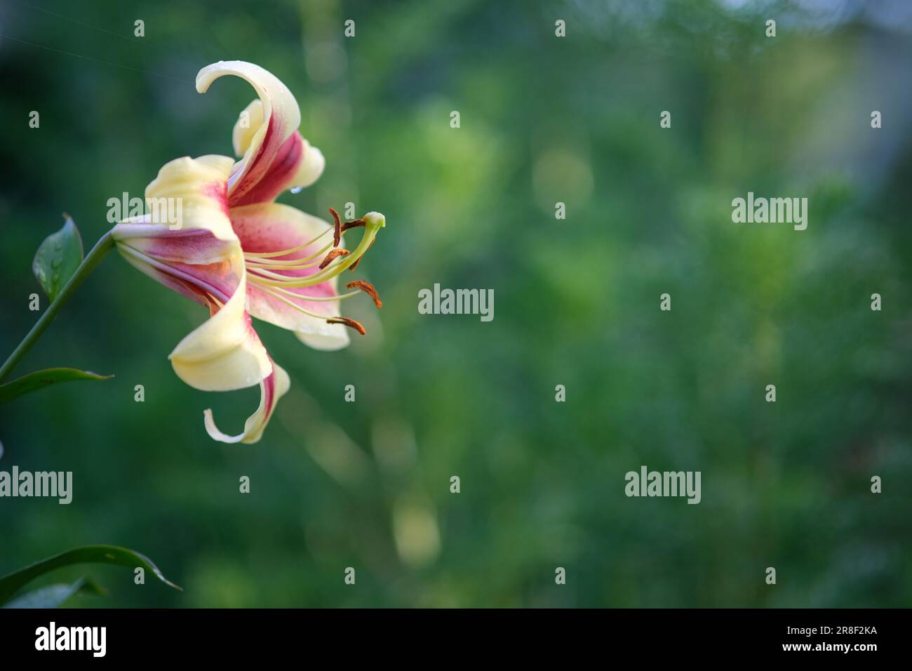 Fleur solitaire sur un arrière-plan flou. fleur en forme de cloche Banque D'Images