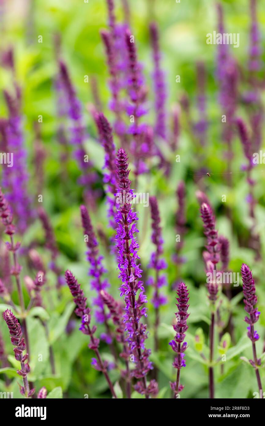Salvia nemorosa caradonna fleurs. Banque D'Images
