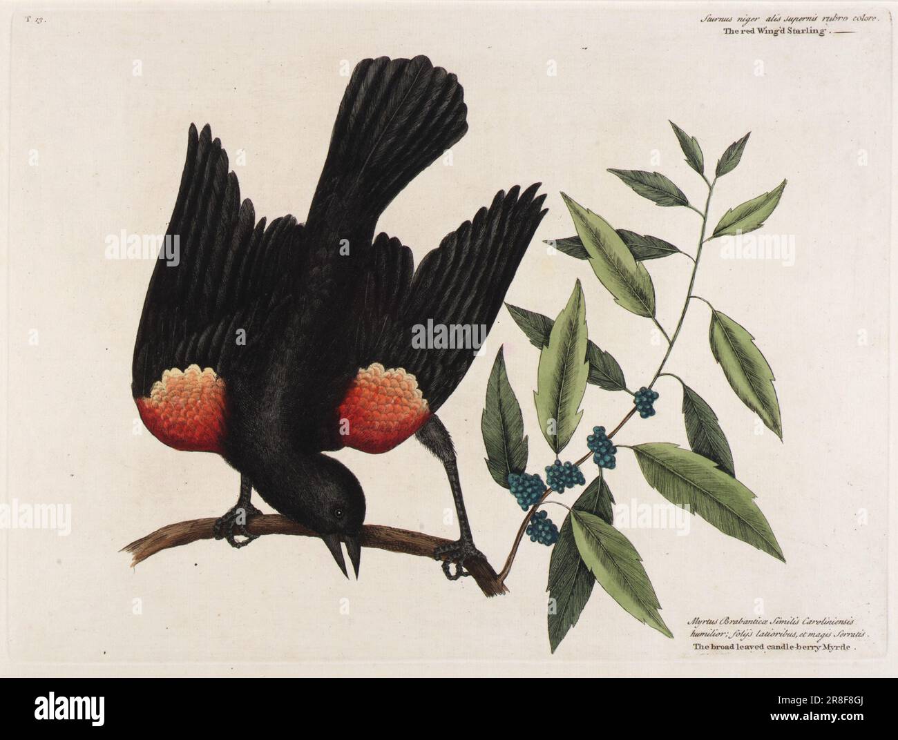 Le Red Wing'd Starling. Le myrte à feuilles larges. 1727-1731 par Mark Catesby, Anglais, né Essex, Angleterre 1682/1683-décédé Londres, Angleterre 1749 Banque D'Images