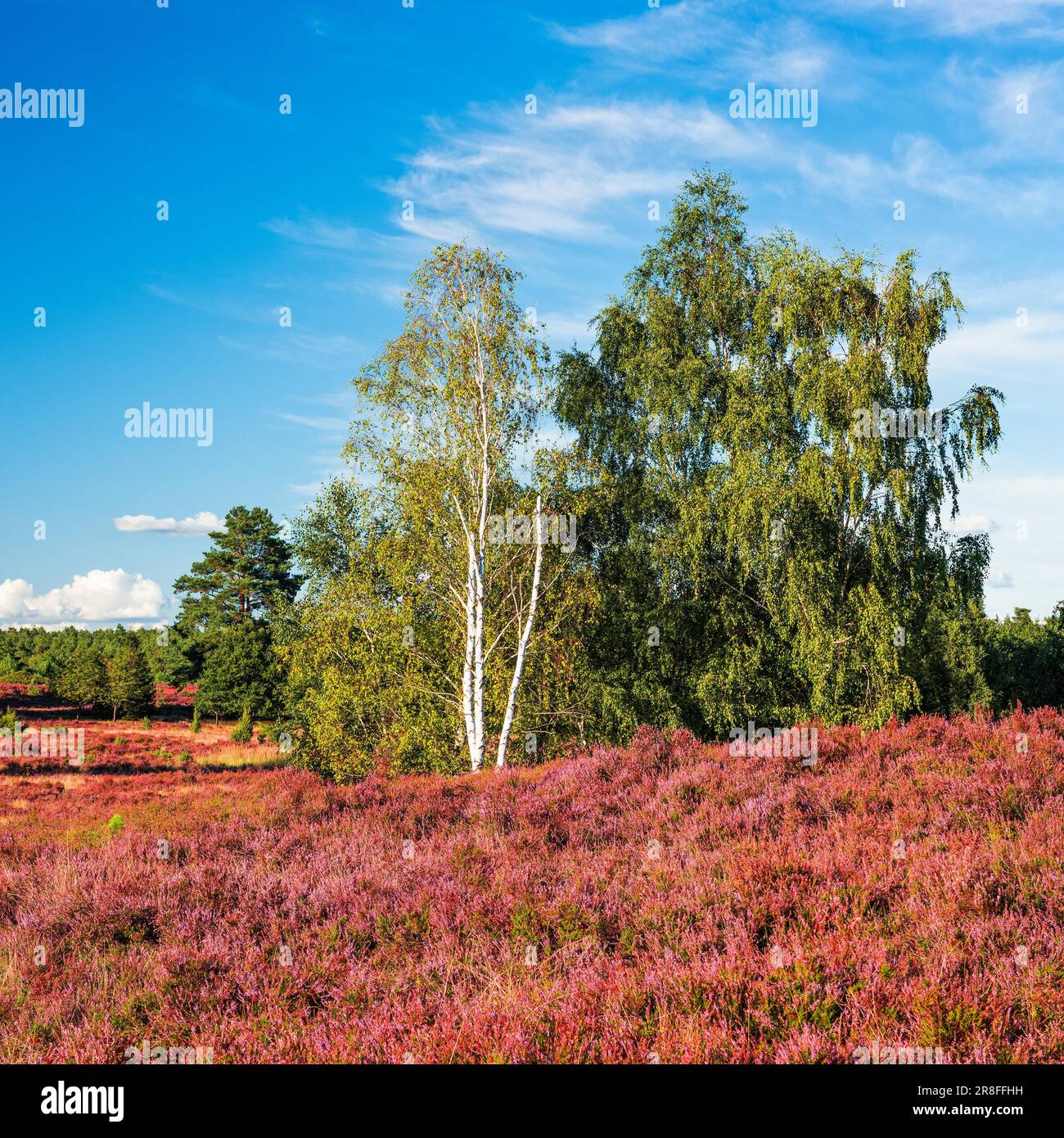 Paysage typique de bruyère avec des fleurs de bruyère et de bouleaux sur une colline, Lueneburg Heath, près d'Egestorf, Basse-Saxe, Allemagne Banque D'Images