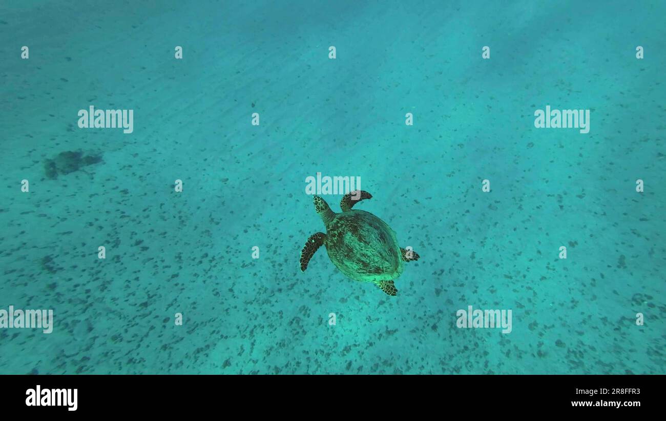 Vue de dessus de la Grande Tortue de la Mer verte (Chelonia mydas) flottant dans les profondeurs de l'océan au-dessus de fonds marins de sable, vue grand angle, Mer Rouge, Egypte Banque D'Images