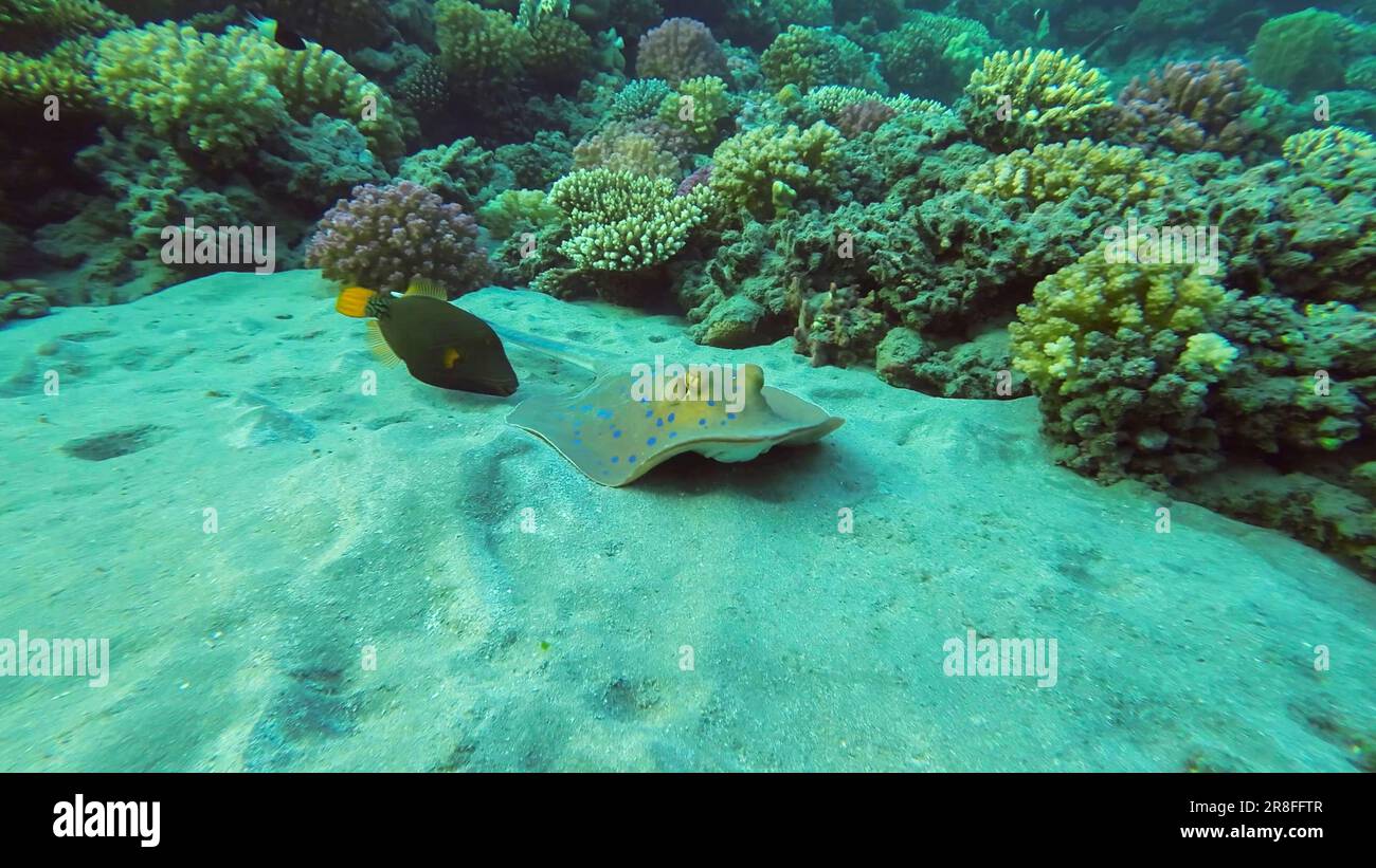 Blue acheted Stingray ou Bluespoted Ribbontail Ray (Taeniura lymma) nagez près du récif de corail au-dessus du fond sablonneux en rayons du soleil, Mer Rouge, Egypte Banque D'Images