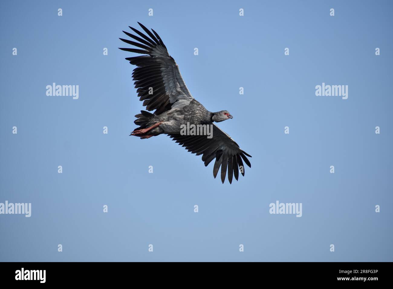 Un hurleur du sud (Chauna torquata) en vol dans la nature, vu dans la réserve naturelle de Costanera sur dans la ville de Buenos Aires, en Argentine Banque D'Images