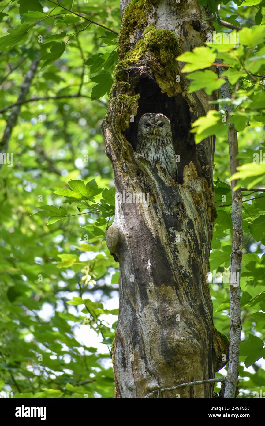 Un hibou tawny (Strix aluco) dans la nature dans un creux d'arbre dans le parc national de Berchtesgaden, Allemagne Banque D'Images