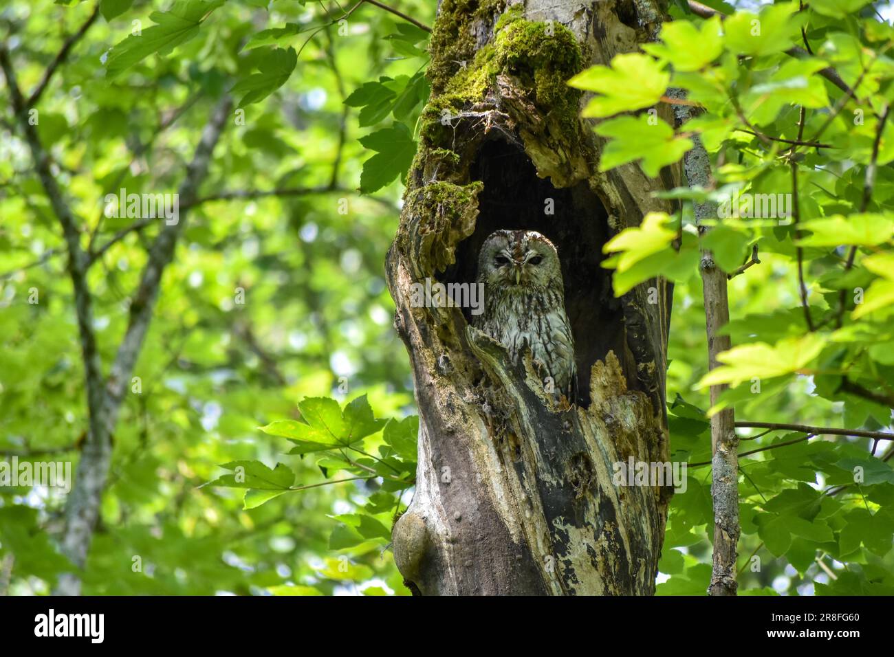 Un hibou tawny (Strix aluco) dans la nature dans un creux d'arbre dans le parc national de Berchtesgaden, Allemagne Banque D'Images