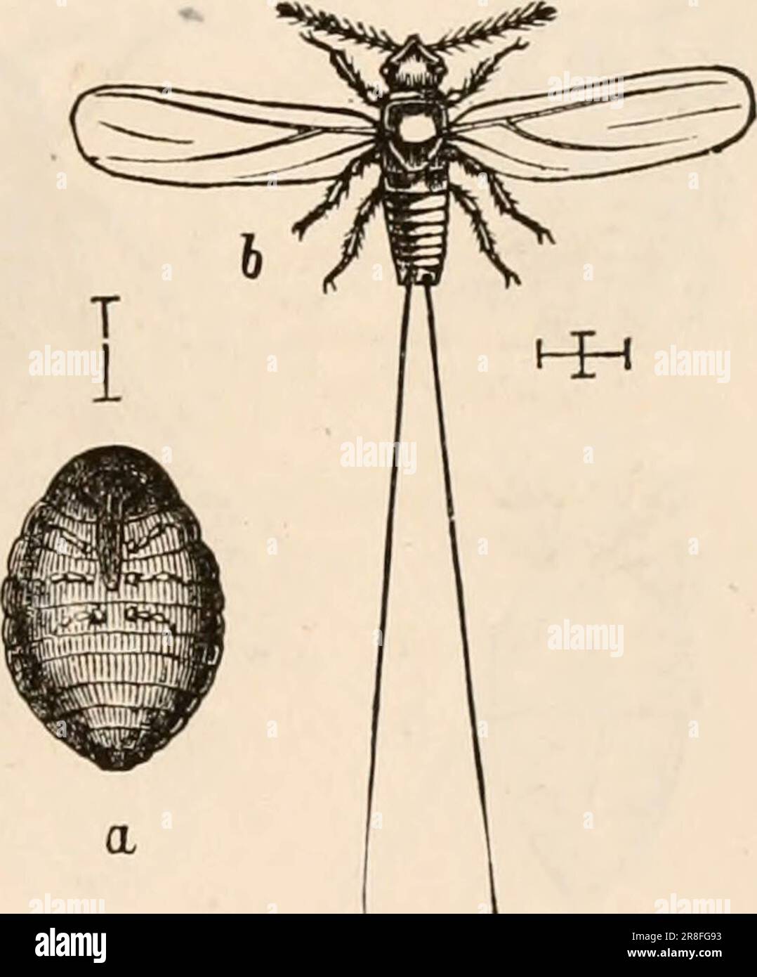 'Livre de texte élémentaire de zoologie, tr. Et Ed. Par Adam Sedgwick, avec l'aide de F. G. Heathcote' (1892-1893) Banque D'Images