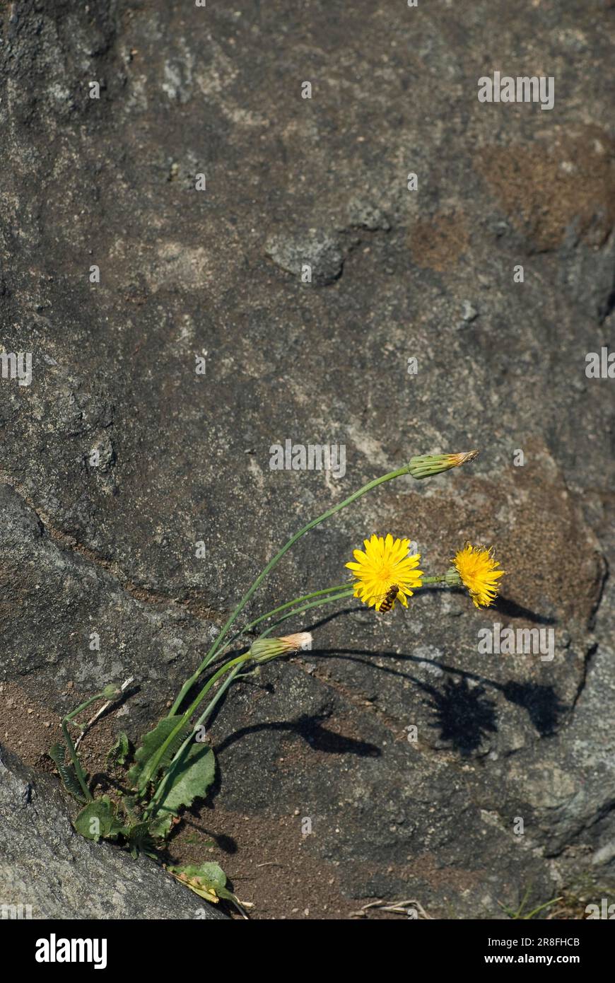 Fleur de roche, herbe à poux de forêt, herbe à poux de mur (Hieracium mulorum) Banque D'Images