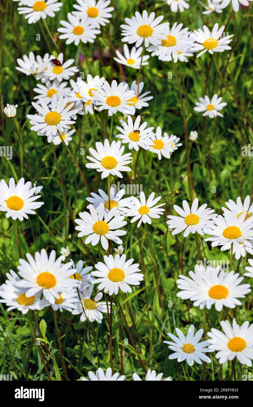 Prairie maigre, Marguerite à oeillet (Leucanthemum vulgare), Allgaeu, Bavière, Allemagne Banque D'Images