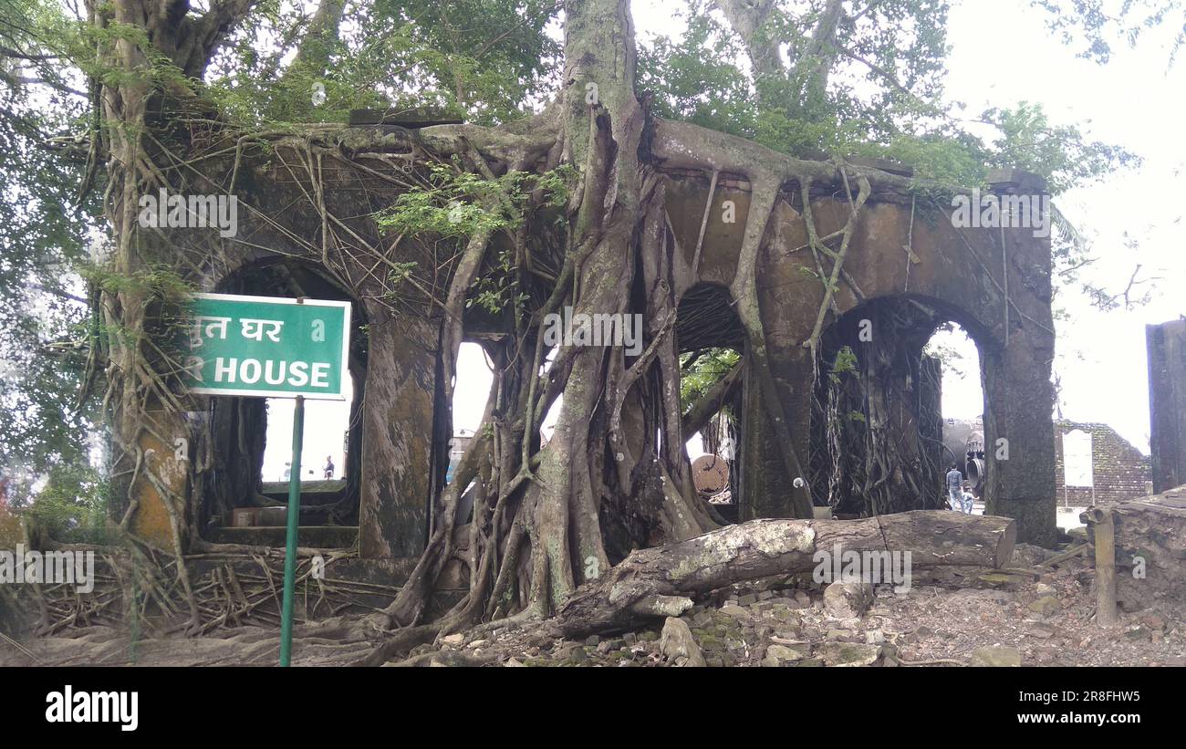 Les racines d'arbres Banyan couvraient la vieille maison délabrée Banque D'Images