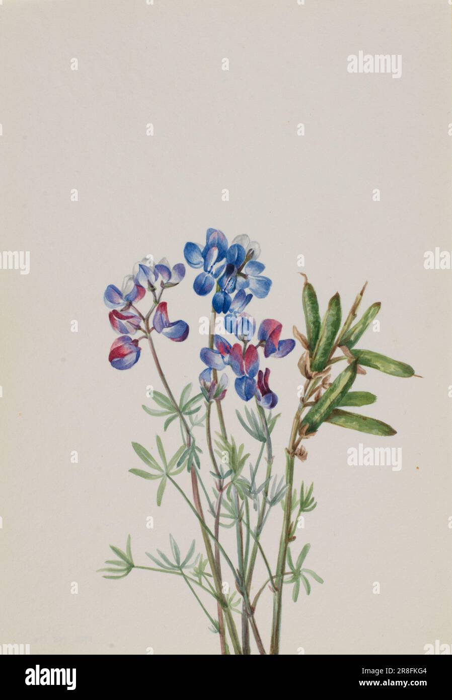 Sans titre--Etude de fleur ca. 1900-1930 par Mary Vaux Walcott, née Philadelphie, PA 1860-décédée St. Andrews, Nouveau-Brunswick, Canada 1940 Banque D'Images