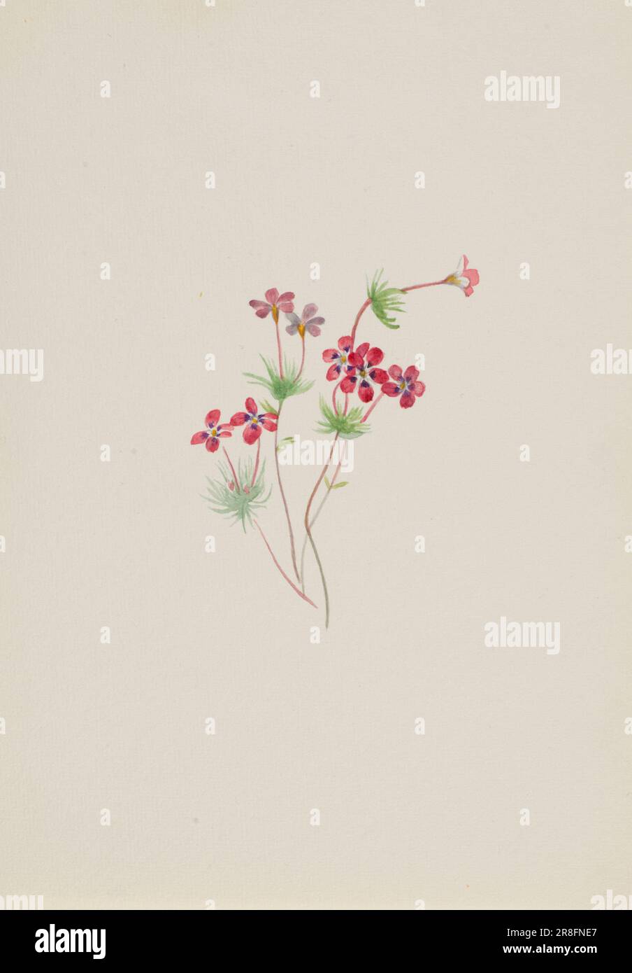 Gilia linanthus parviflorus ca. 1900-1930 par Mary Vaux Walcott, née Philadelphie, PA 1860-décédée St. Andrews, Nouveau-Brunswick, Canada 1940 Banque D'Images