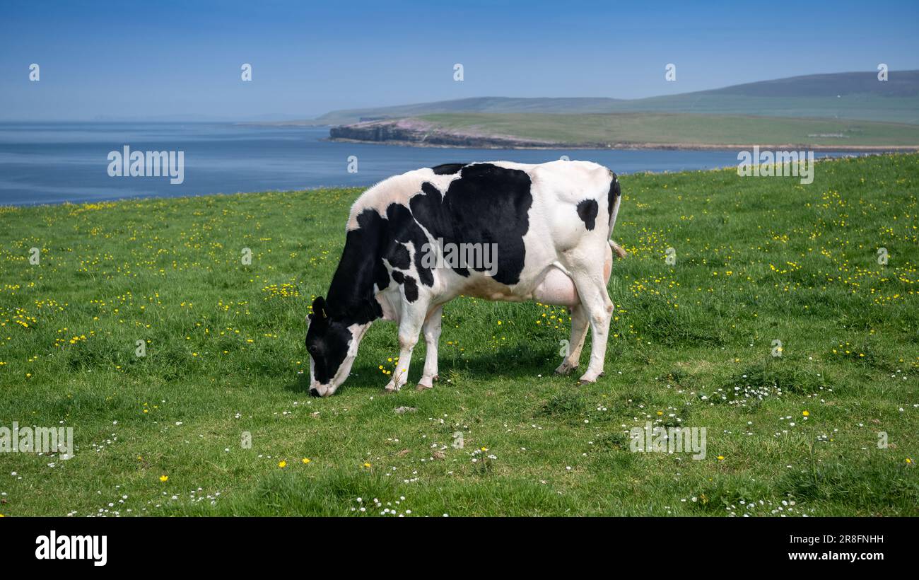 Dans le veau Holstein vache laitière dans un pré côtier sur l'île d'Orkney, avec l'île de Westray à la distance. Écosse, Royaume-Uni. Banque D'Images