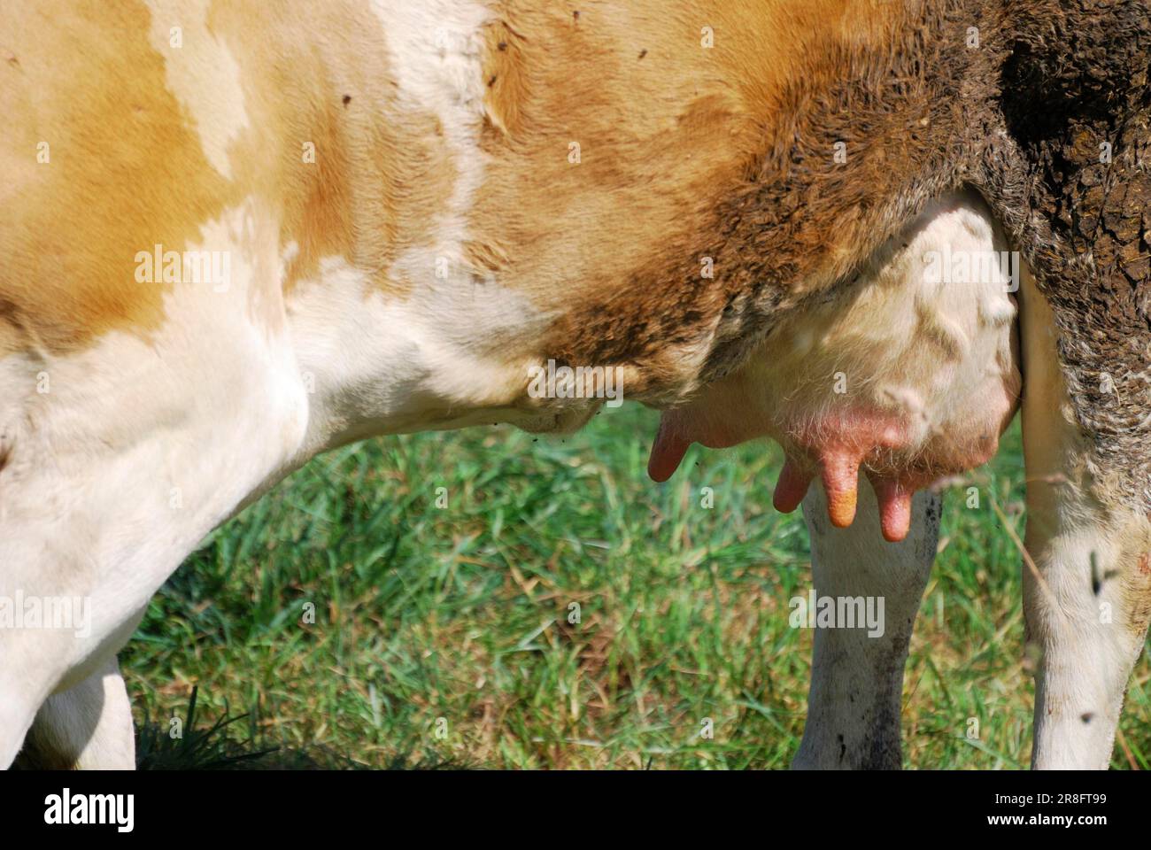 Pis de vache plein de lait Banque D'Images