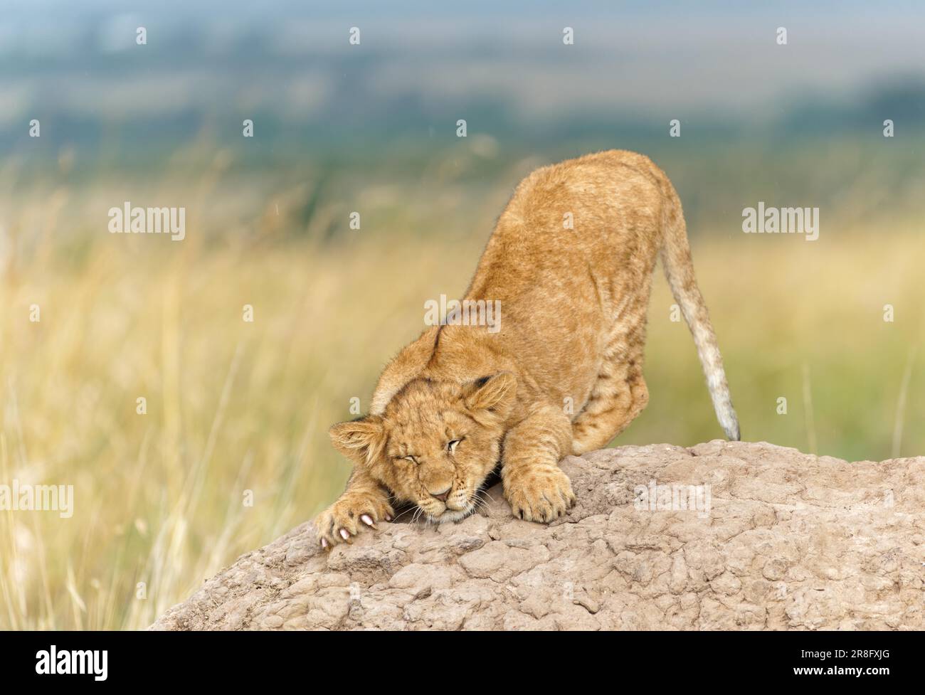 Jeune lion (Panthera leo) sur un termite, réserve de gibier de Maasai Mara, Kenya Banque D'Images