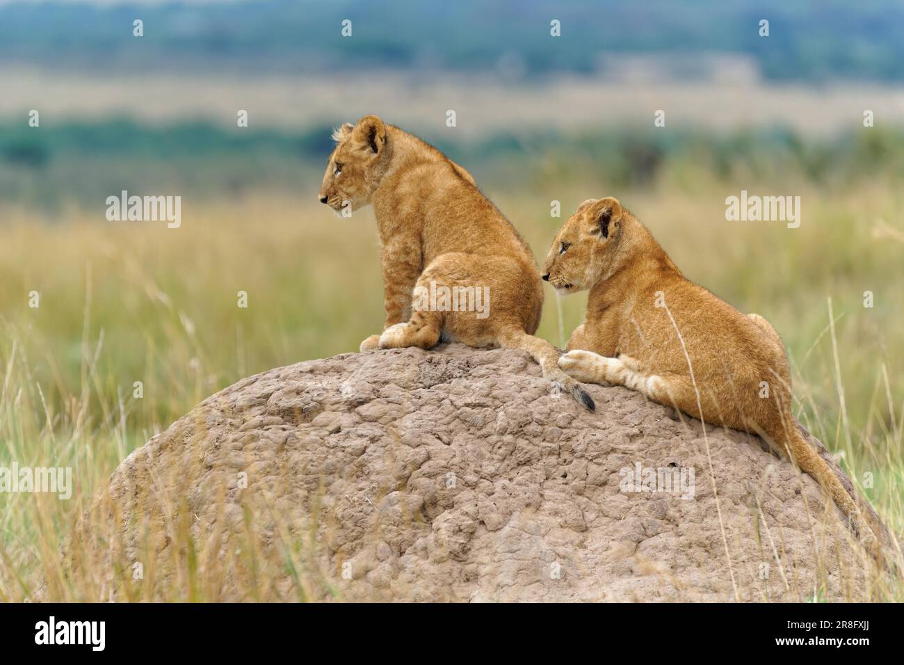 Deux petits (Panthera leo) jouant sur un termite, Maasai Mara Game Reserve, Kenya Banque D'Images