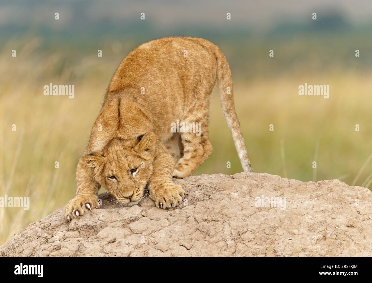 Jeune lion (Panthera leo) sur un termite, réserve de gibier de Maasai Mara, Kenya Banque D'Images