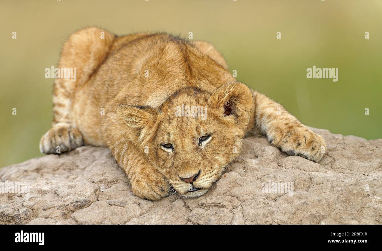 Jeune lion (Panthera leo) sur un termite, réserve de gibier de Maasai Mara, Kenya Banque D'Images