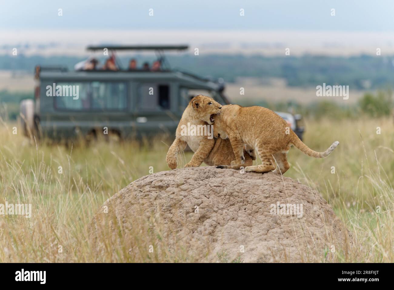Cubs (Panthera leo) sur un termite, Maasai Mara Game Reserve, Kenya Banque D'Images