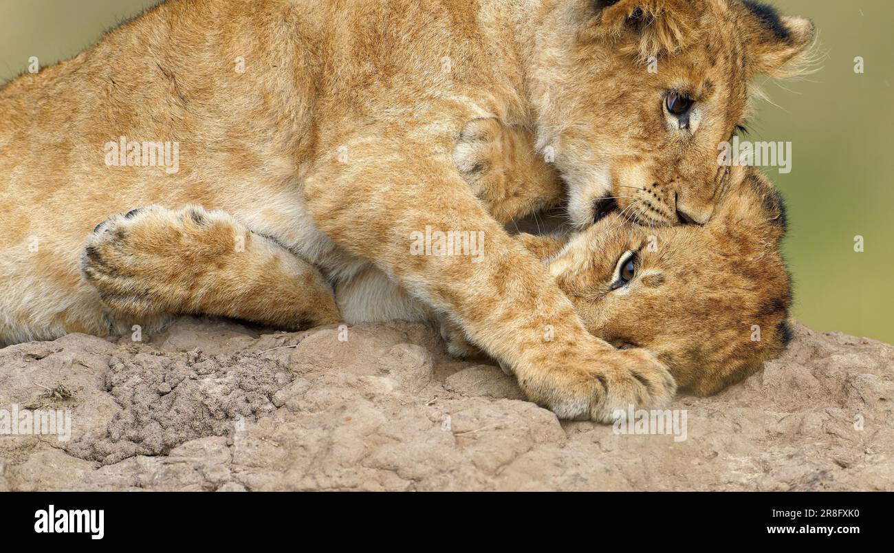 Deux petits (Panthera leo) jouant sur un termite, Maasai Mara Game Reserve, Kenya Banque D'Images