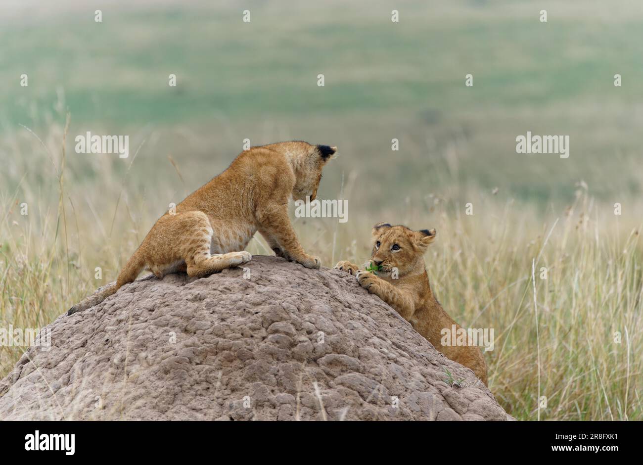 Cubs (Panthera leo) sur un termite, Maasai Mara Game Reserve, Kenya Banque D'Images