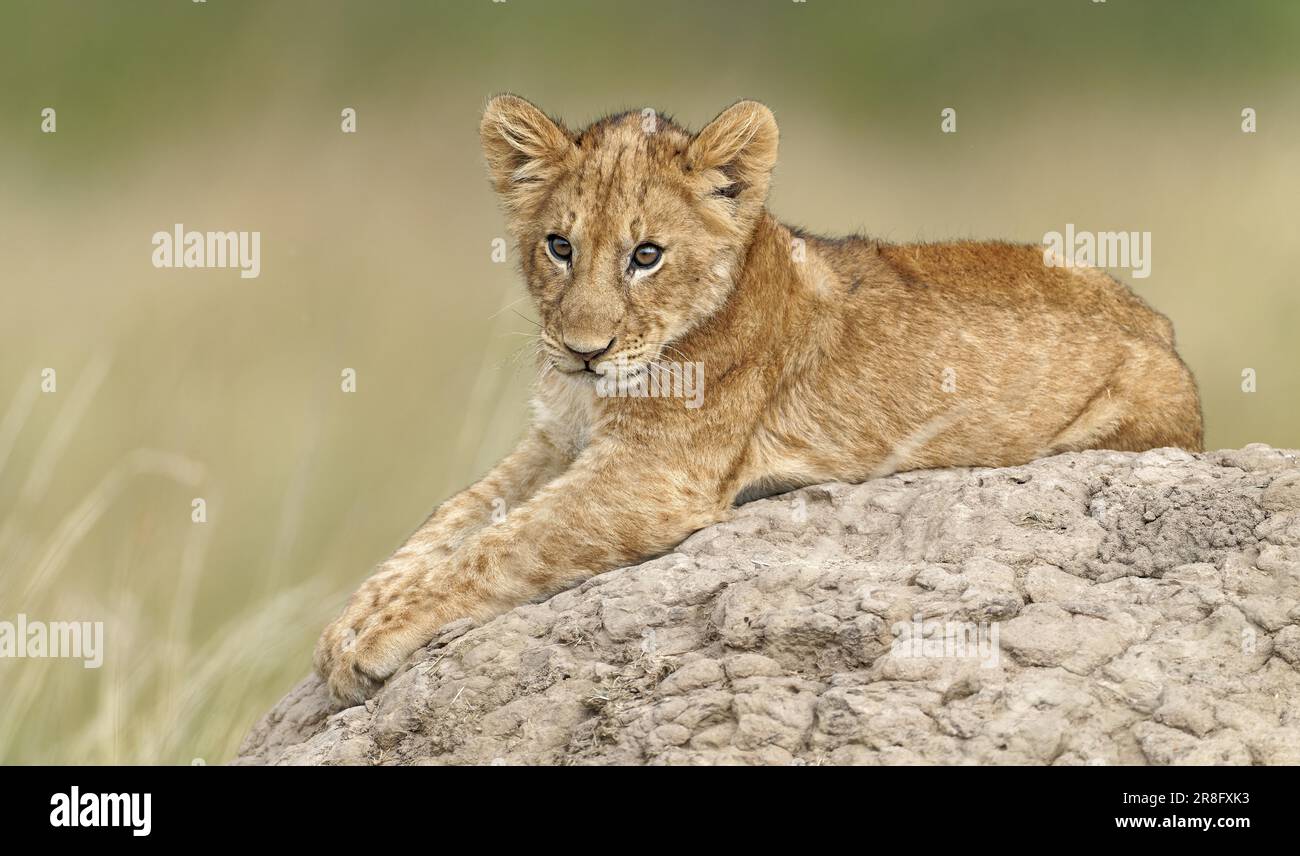 Jeune lion (Panthera leo) sur un termite, réserve de gibier de Maasai Mara, Kenya Banque D'Images