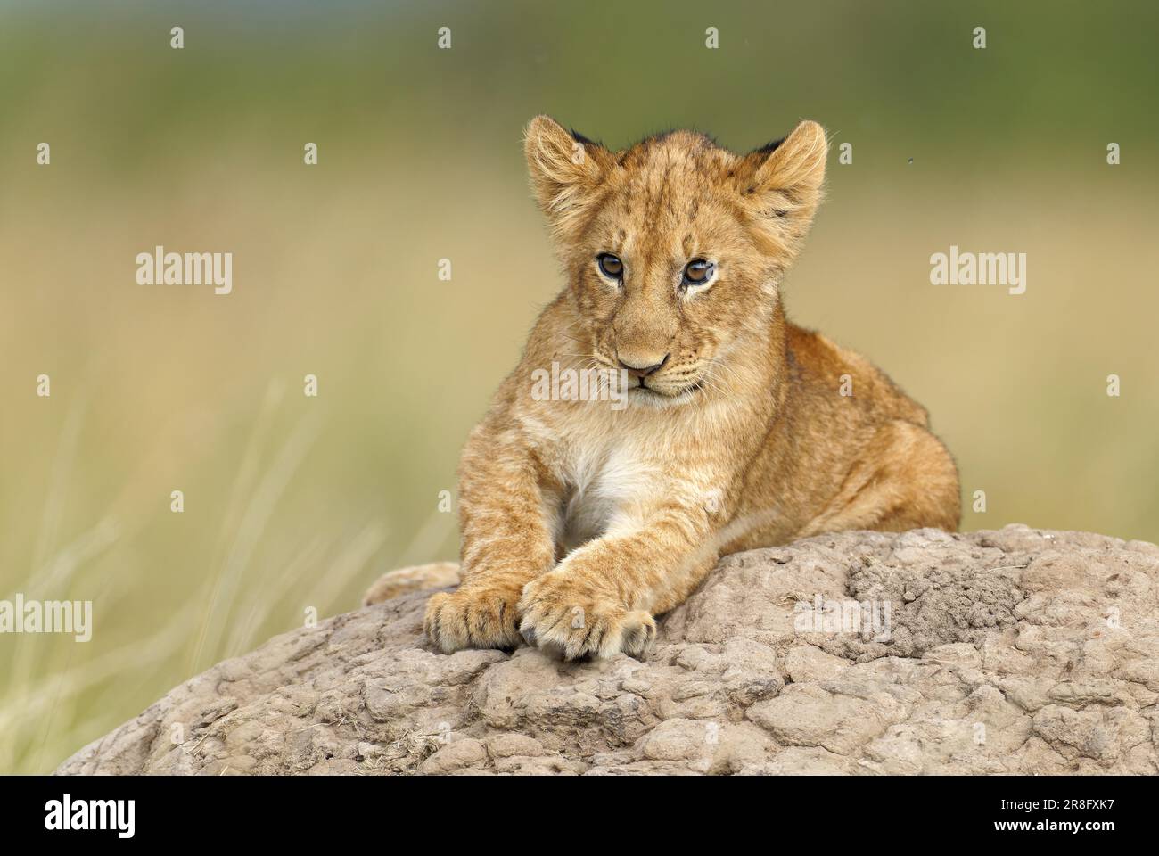 Jeune lion (Panthera leo) sur un termite, réserve de gibier de Maasai Mara, Kenya Banque D'Images