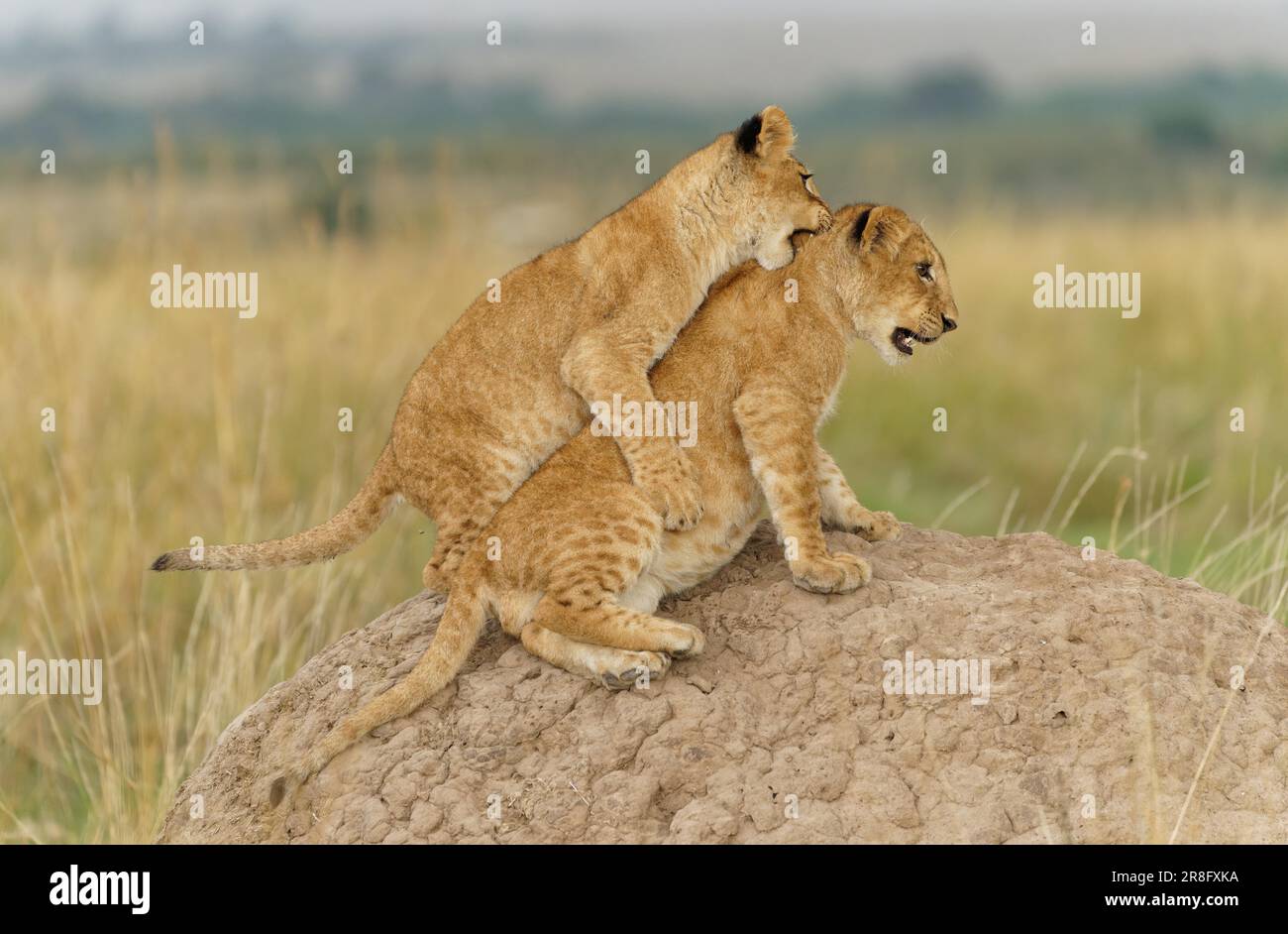 Jeune lion (Panthera leo) sur un termite, réserve de gibier de Maasai Mara, Kenya Banque D'Images