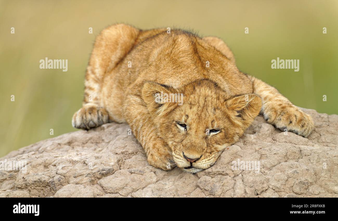 Jeune lion (Panthera leo) sur un termite, réserve de gibier de Maasai Mara, Kenya Banque D'Images