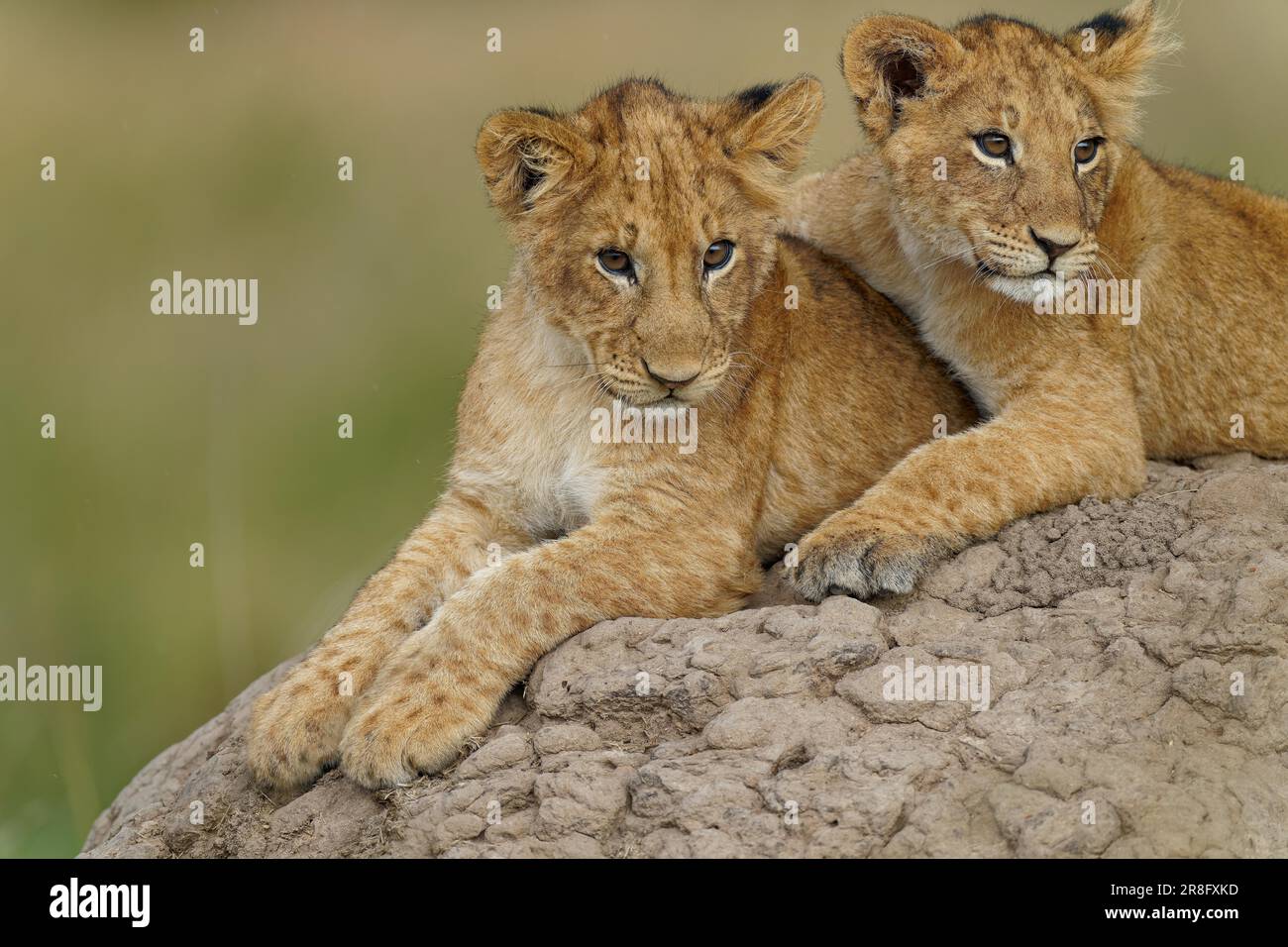 Cubs (Panthera leo) sur un termite, Maasai Mara Game Reserve, Kenya Banque D'Images