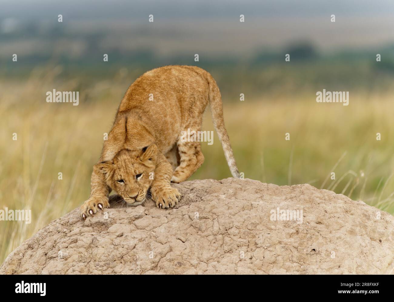 Jeune lion (Panthera leo) sur un termite, réserve de gibier de Maasai Mara, Kenya Banque D'Images